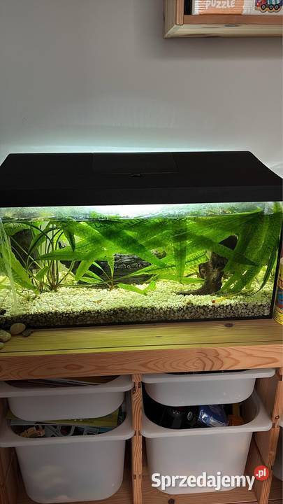 Akwarium zestaw świętokrzyskie Ostrowiec Świętokrzyski