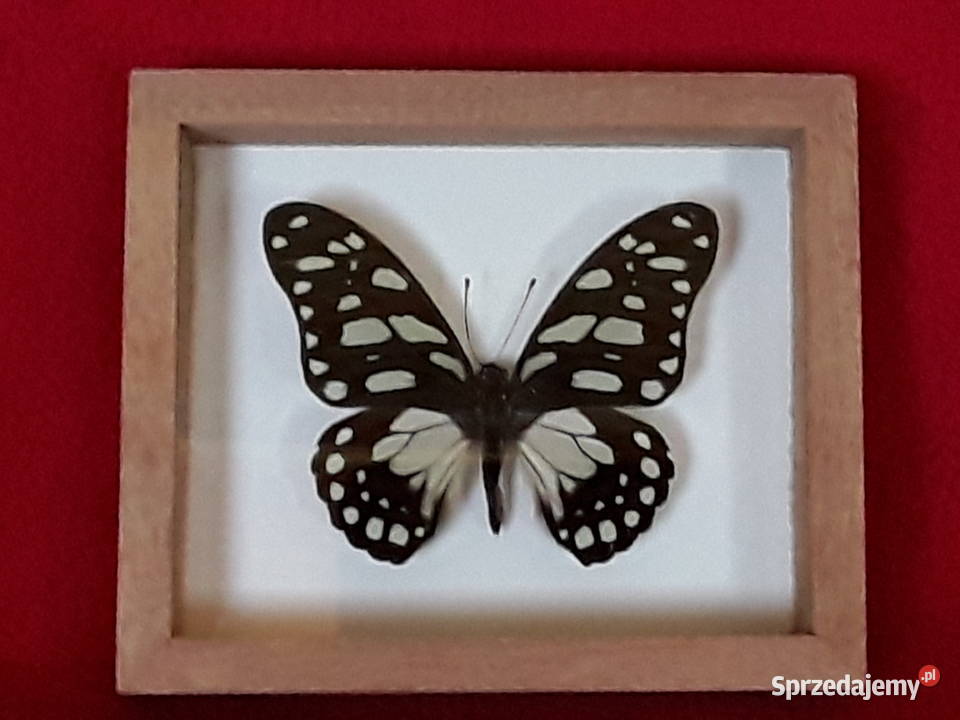 Motyl w ramce 12x10 Graphium leonidas 75mm Szczecin