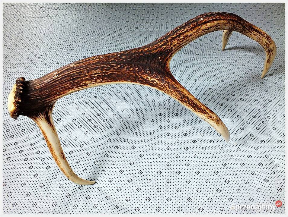 Duże poroże jelenia waga 1300g długość 64 Stan lubuskie Żary sprzedam