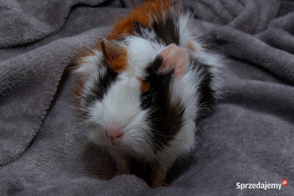 świnka morska cavia domowa SAMICA Koszyce Wielkie