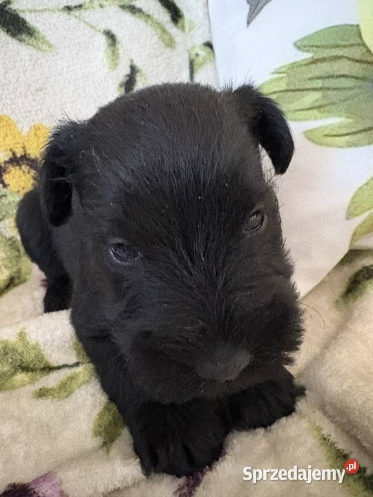 Sznaucer miniaturowy czarny sunie Solec Kujawski
