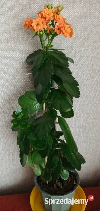 Roślina doniczkowa kalanchoe Łódź sprzedam