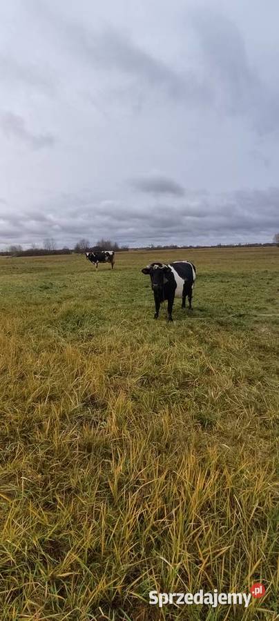 Sprzedam małą krowę Giełda zwierząt lubelskie Dorohusk