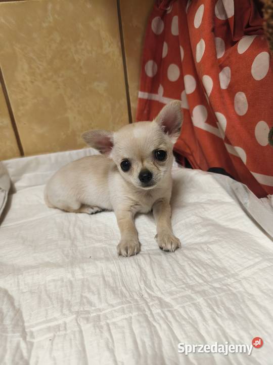 Sunia Chihuahua FCI Laskowice