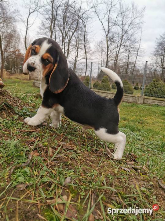 Szczeniak beagle mały piesek