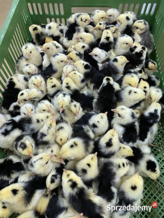 Pisklaki kury brojler Rosa Brązowa Blue Września