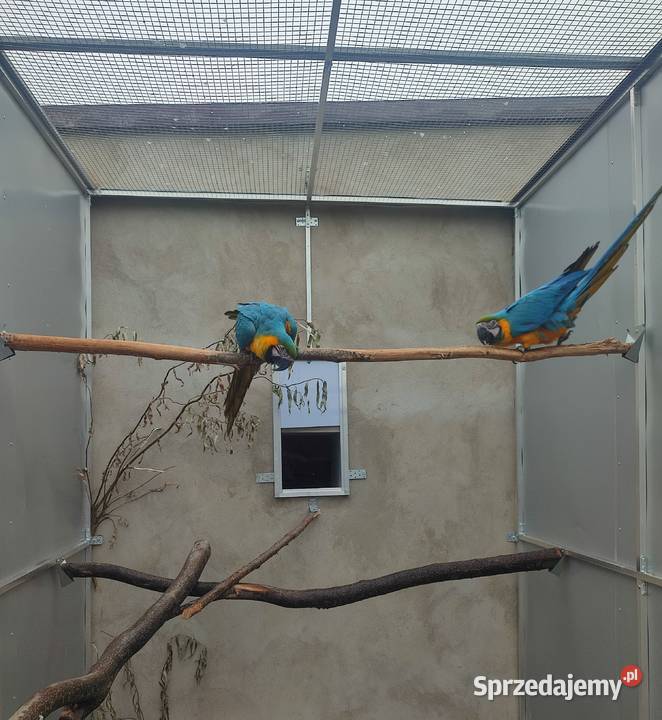 Para papug ar araraun 2023r Boguchwałowice sprzedam