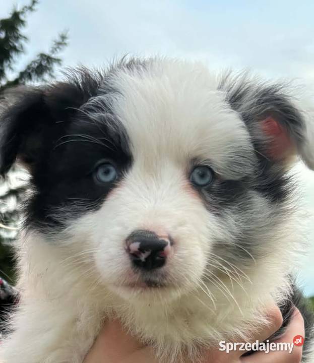 Border collie piesek Łobżenica
