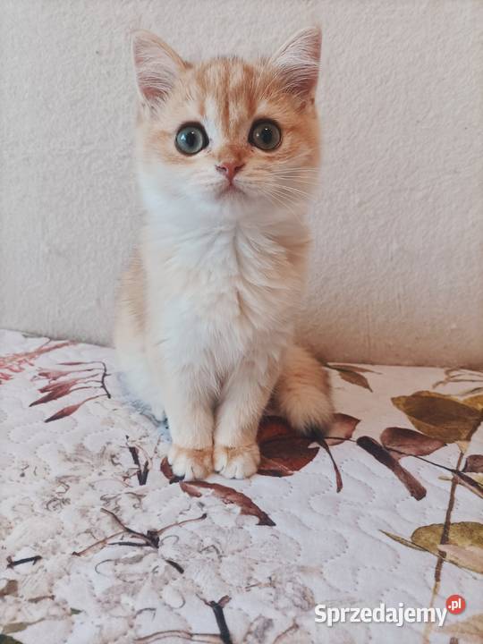 Kot brytyjski kotka brytyjska długowłosy