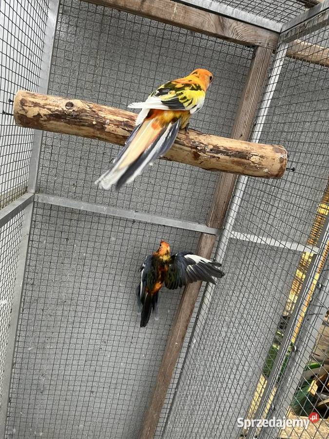 Rozelle królewskie szeki pomarańczowe Sośnicowice