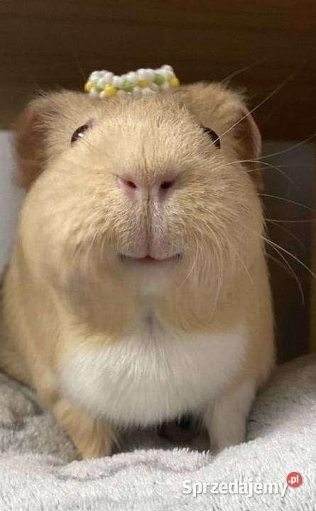 hotel zwierząt 24 h Opieka zwierzat śląskie Zabrze