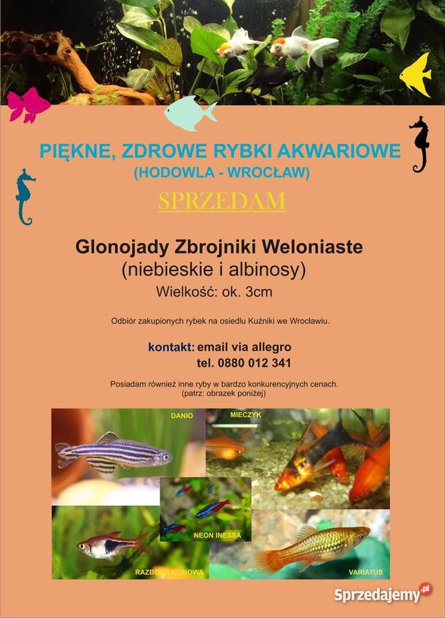 Rybki akwariowe glonojady weloniaste ancistrusy Wrocław