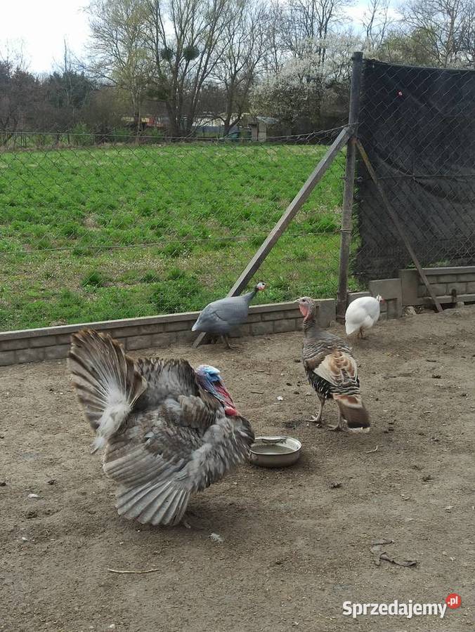 Jaja lęgowe indycze Krupe