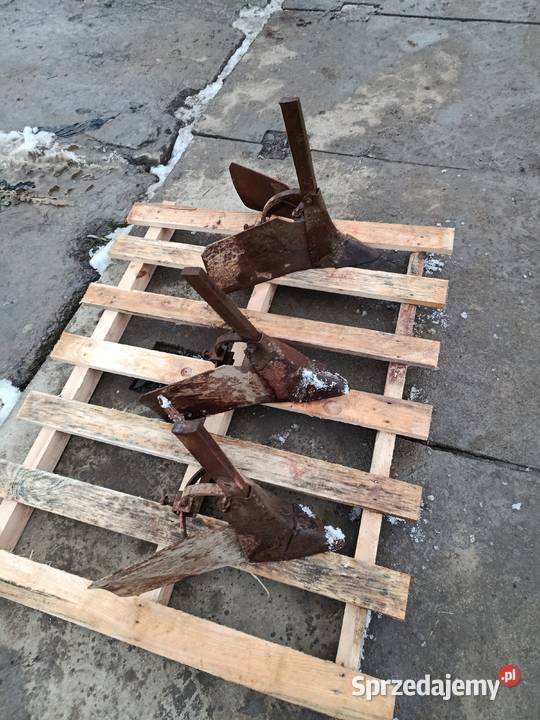 Redlice czeskie 3 wysyłka Limanowa