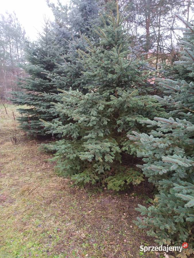 Choinki z własnej plantacji Iglaste Zaleszany sprzedam