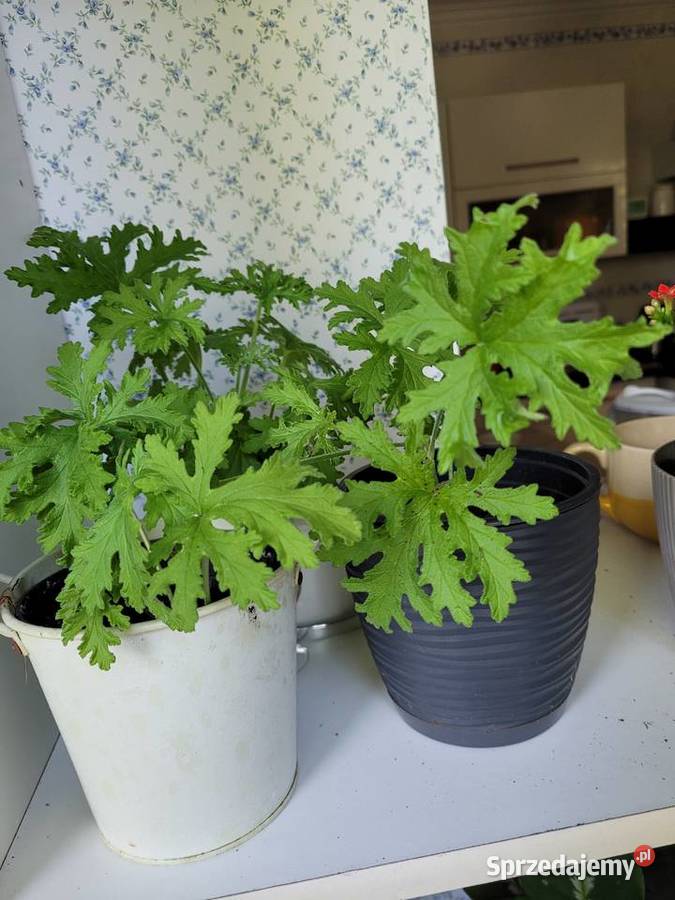 Anginowiec geranium Pelargonia pachnąca Roślina Zator