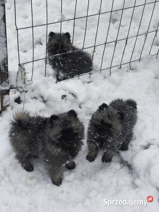 Szpic wilczy szczeniaki suczki i psy Brzeziny sprzedam