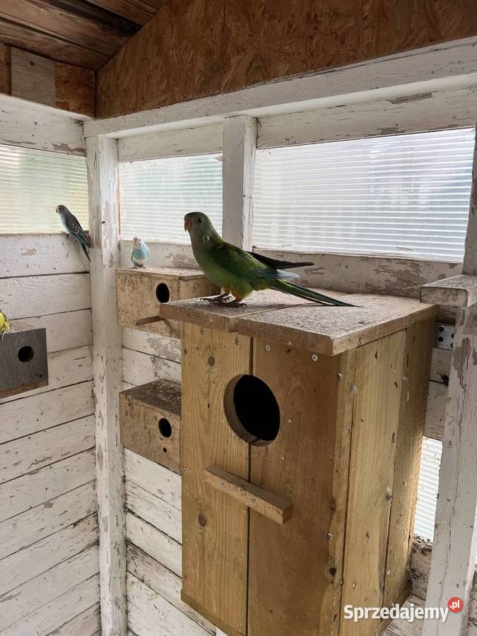 Papuga Barabanda samica wielkopolskie Opalenica