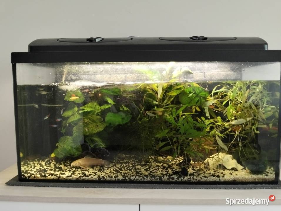 Akwarium 112l z życiem Konin