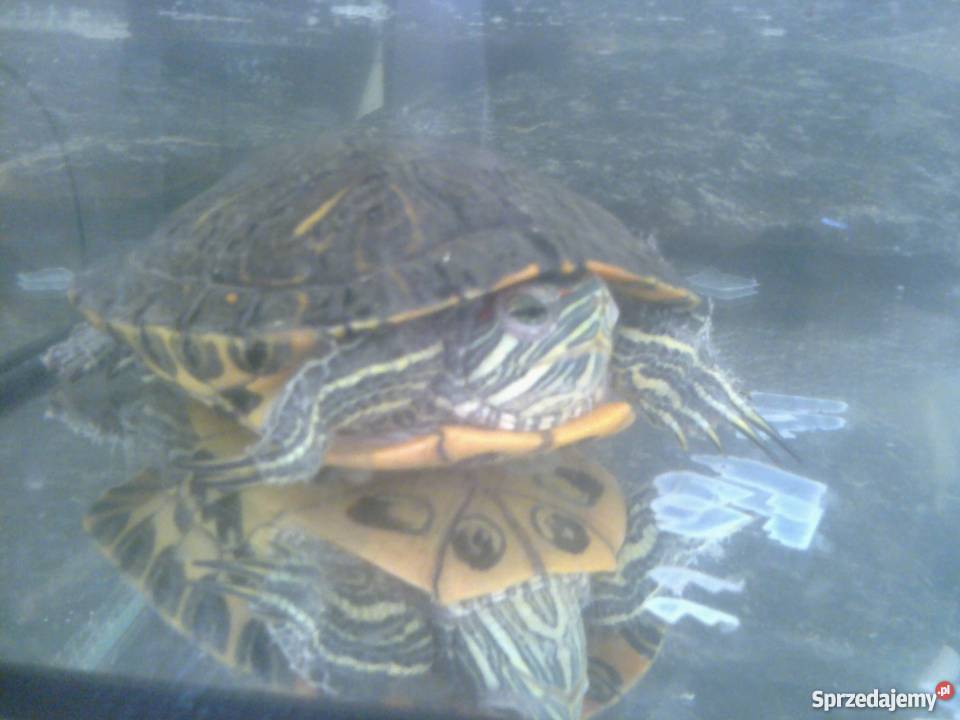 Żółw czerwonolicy Gorzów Wielkopolski