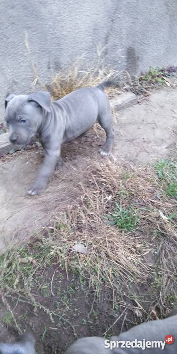 Obroża Pitbull Blue szczenięta kujawsko-pomorskie Rypin