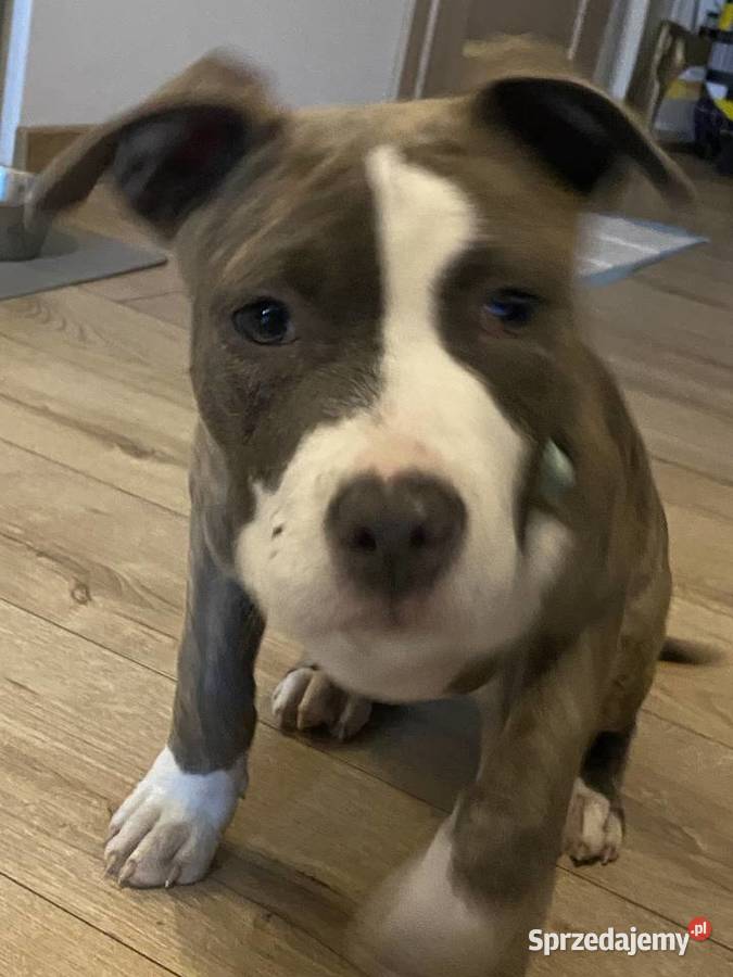 American Staffordshire Terrier