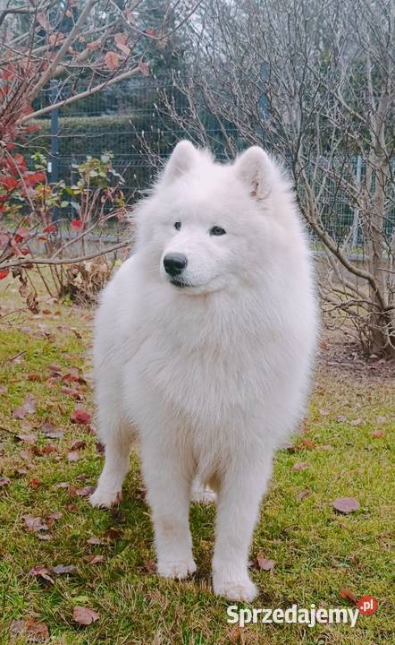 Samoyed piesek 8 miesięcy Olszówka