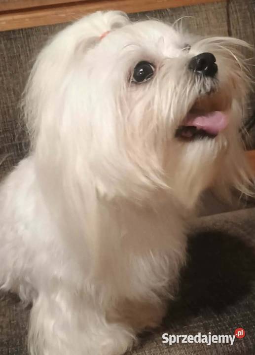 Maltańczyk z rodowodem UCI Ropczyce