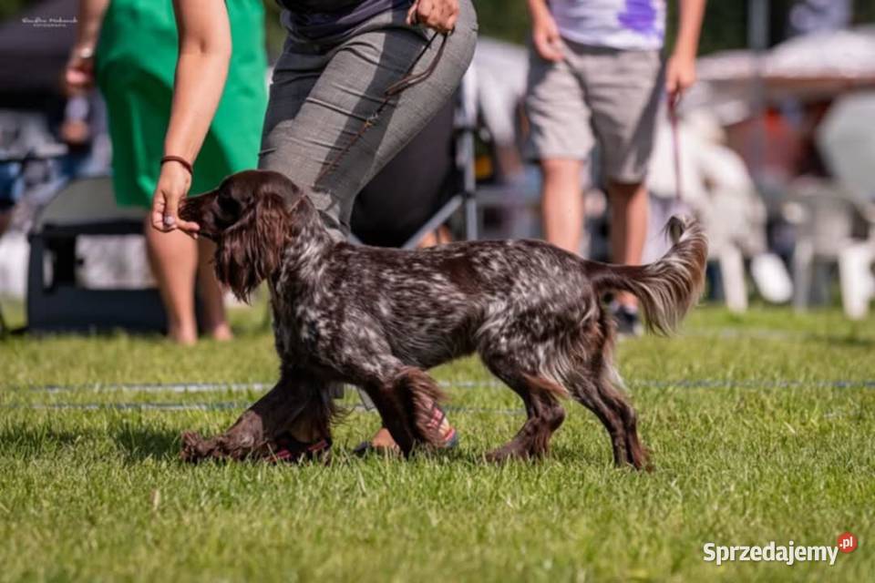Polski Spaniel Myśliwski planowany miot Zwierzęta Święta Lipka