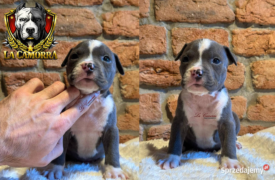 American Staffordshire Terrier Blue Samiec Paczków
