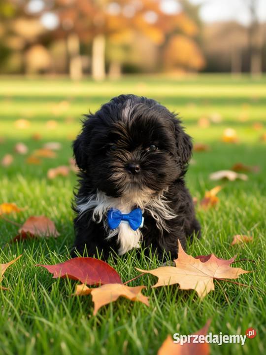 Czarny piesek rasy ShihTzu Kępno