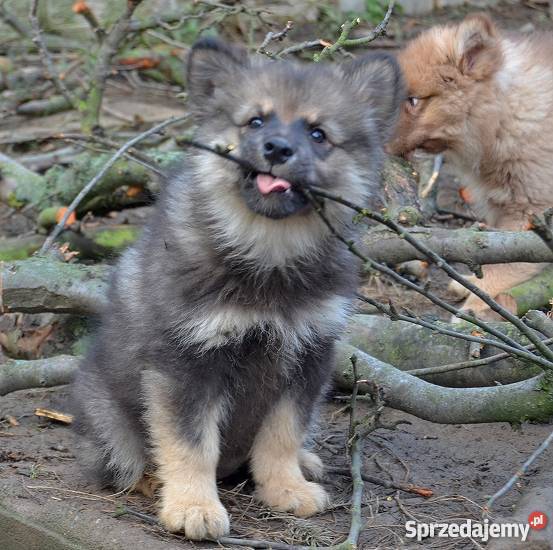 Szczenięta rasy Fiński Lapphund rodowód FCI Opole sprzedam