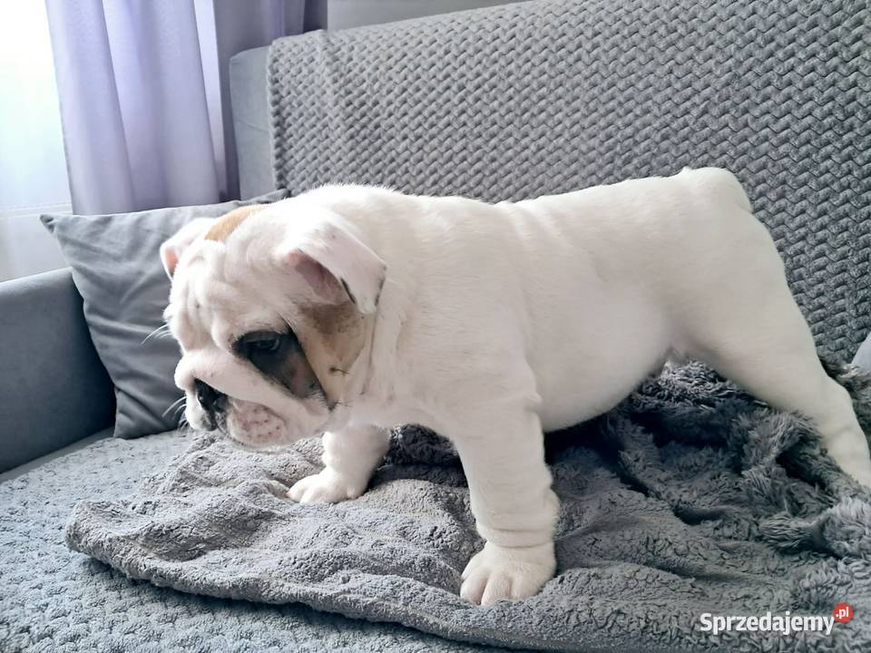 Buldog angielski fci
