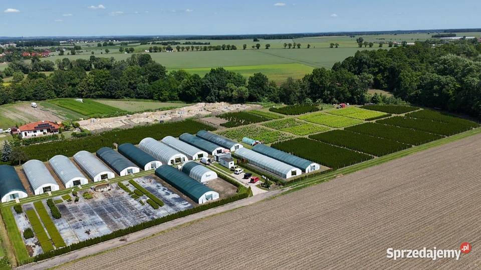 Sadzonki laurowisni Novita hurt dolnośląskie Śliwice
