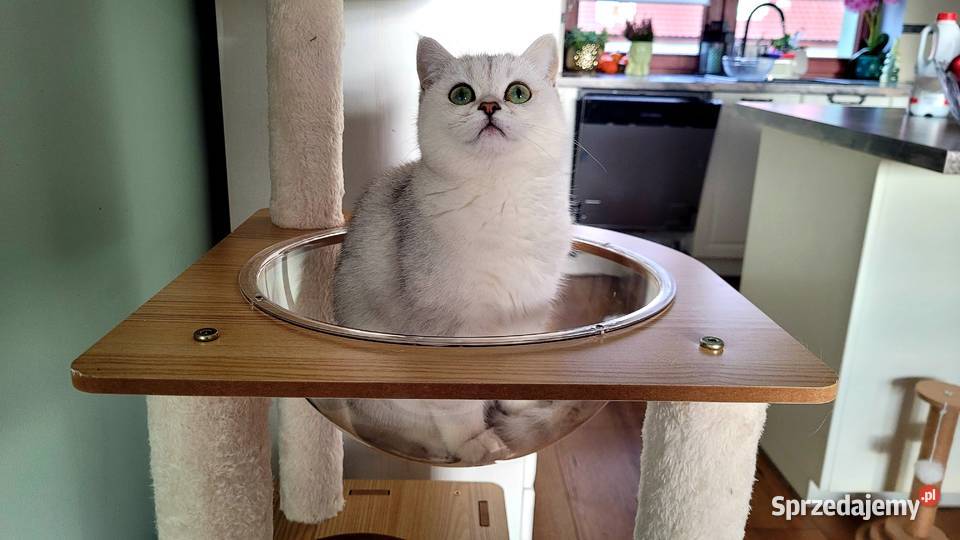 srebrne pointy kocięta brytyjskie Zielona Góra