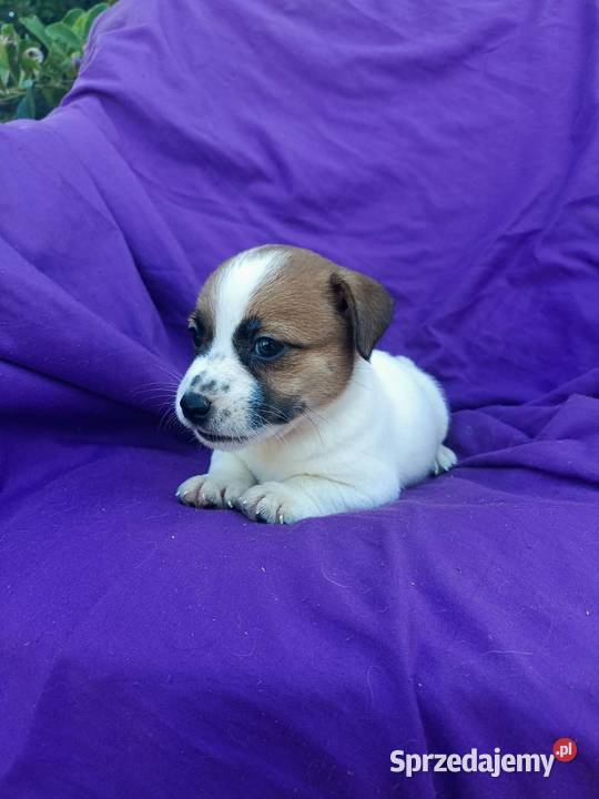 Wzorcowy Jack Russell Terrier JRT piękna budowa opolskie Krapkowice sprzedam