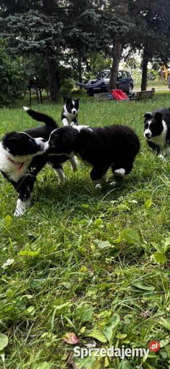 Szczenięta Border Collie DO ODBIORU pomorskie