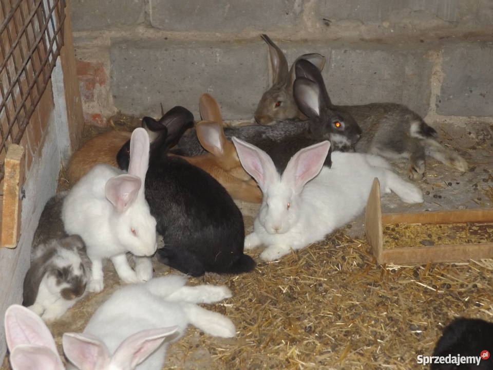 Króliki Baran Francuski i Olbrzym Belgijski Solec