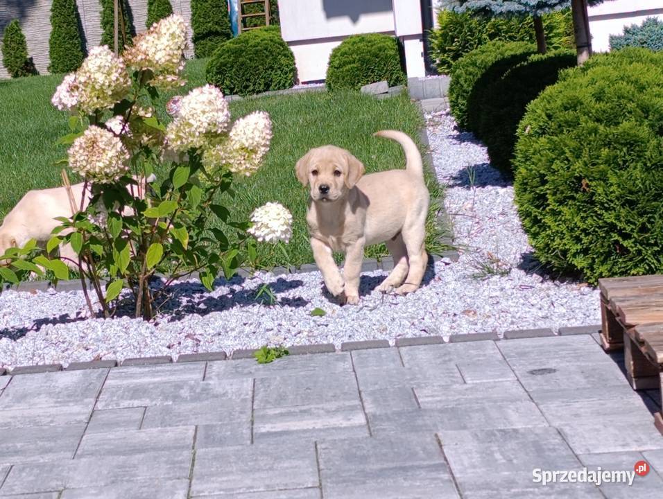 Labrador mazowieckie Milejowice sprzedam
