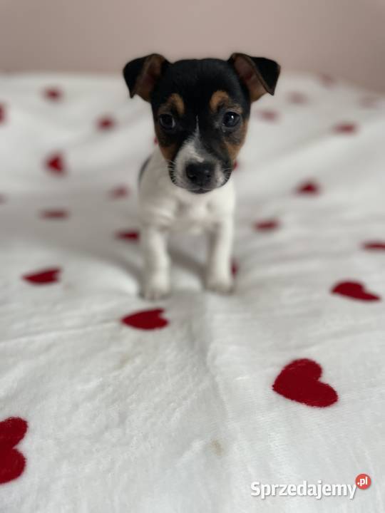 Jack Russell Terrier szczeniaczki Częstochowa