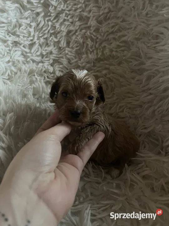 Unikatowy piesek cockapoo f1b mama cockapoo tata Busko-Zdrój