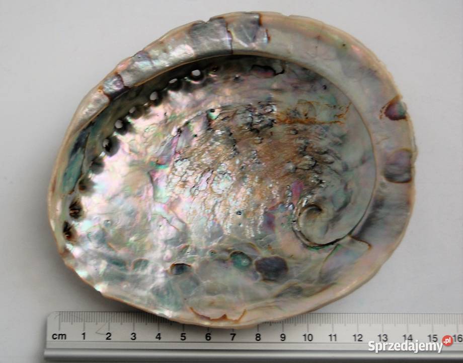 Muszla Abalone Paua Lublin