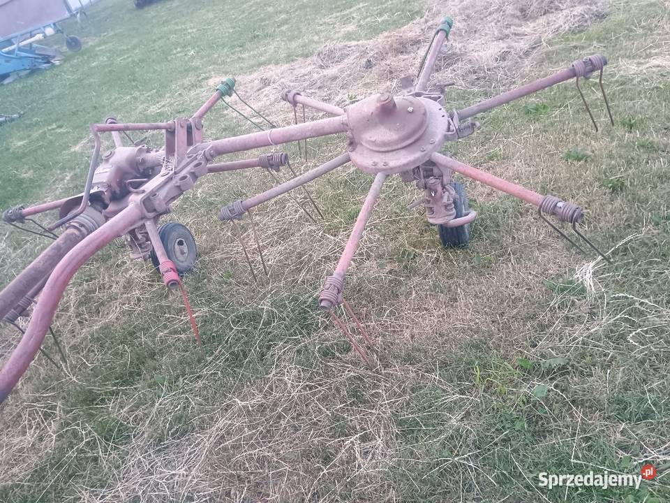 Pająk przetrząsacz Pińczów
