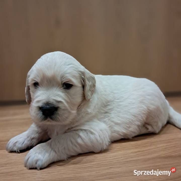 Golden Retriever piesek Zwierzęta Wrocław