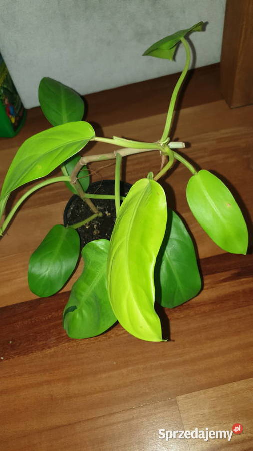 Filodendron philodendron lemon lime Warszawa sprzedam