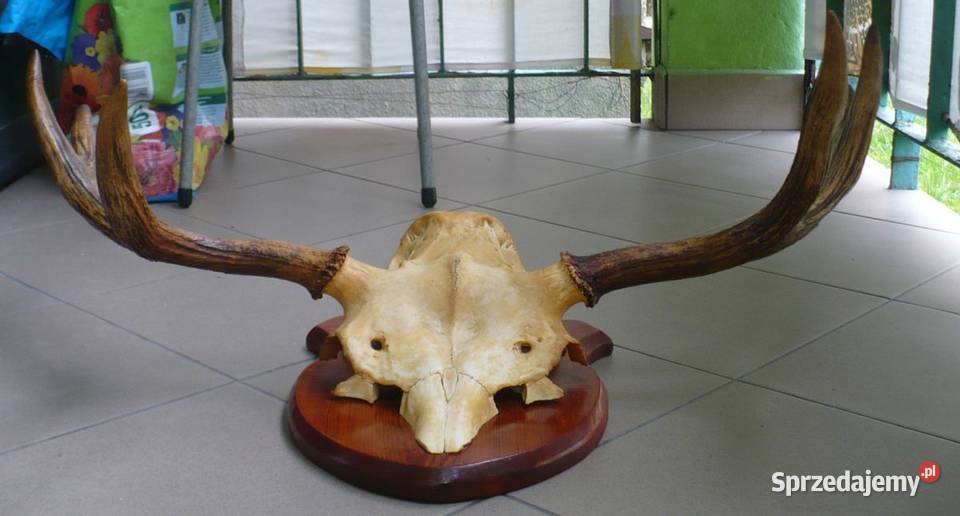 poroże łosia z częścią czaszki Pozostałe podlaskie Suwałki