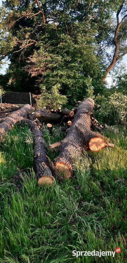 Kłody Dębowe zdrowe niesezonowane ponad 7 m3 Dankowice