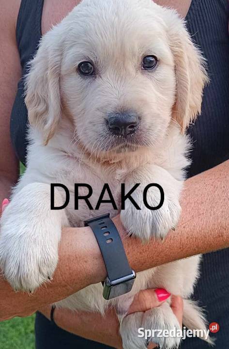 Golden Retriever gotowy do odbioru Psy wielkopolskie Rakoniewice