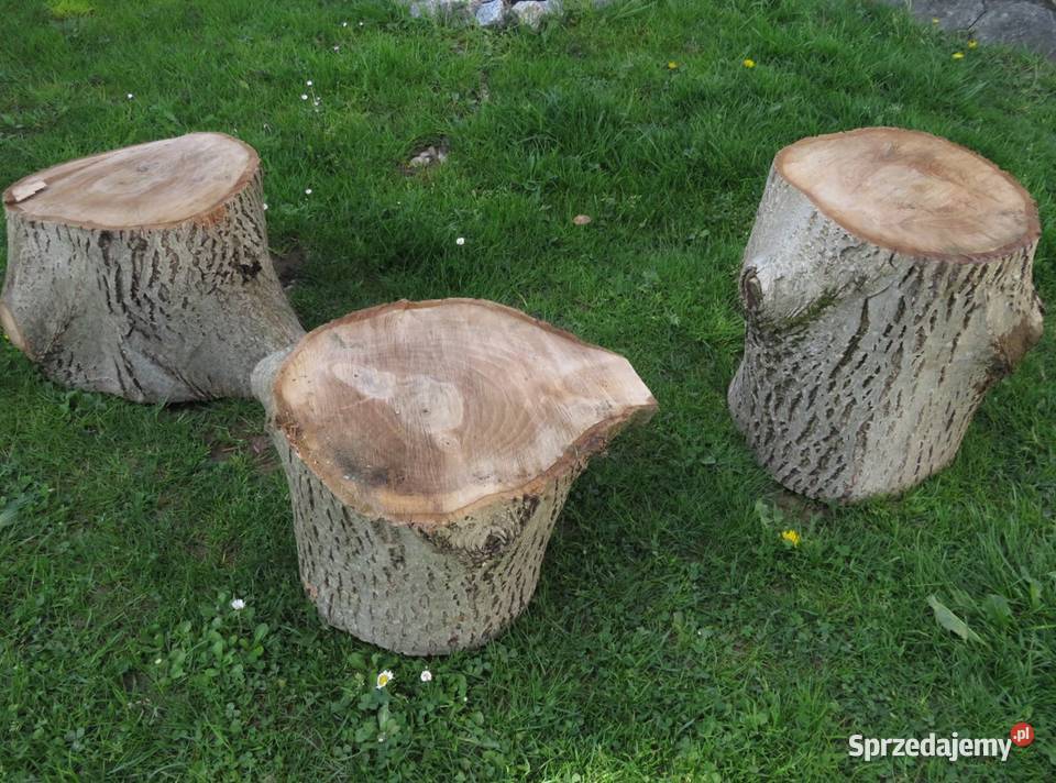 Pień orzecha włoskiego średnica 37 małopolskie Wieliczka