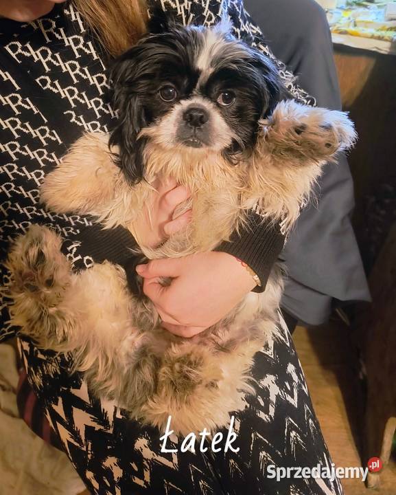 Pieski shih tzu Gostyń